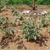 Buying Land for Agriculture