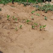 Buying Land for Agriculture