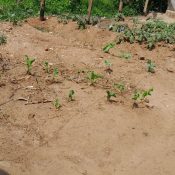 Buying Land for Agriculture